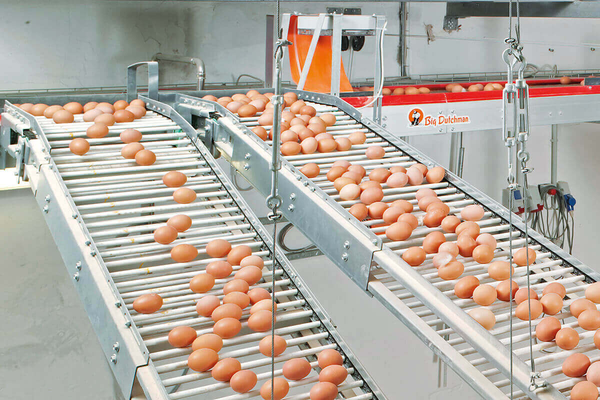 BeliMost-Egg-production-Big-Dutchman